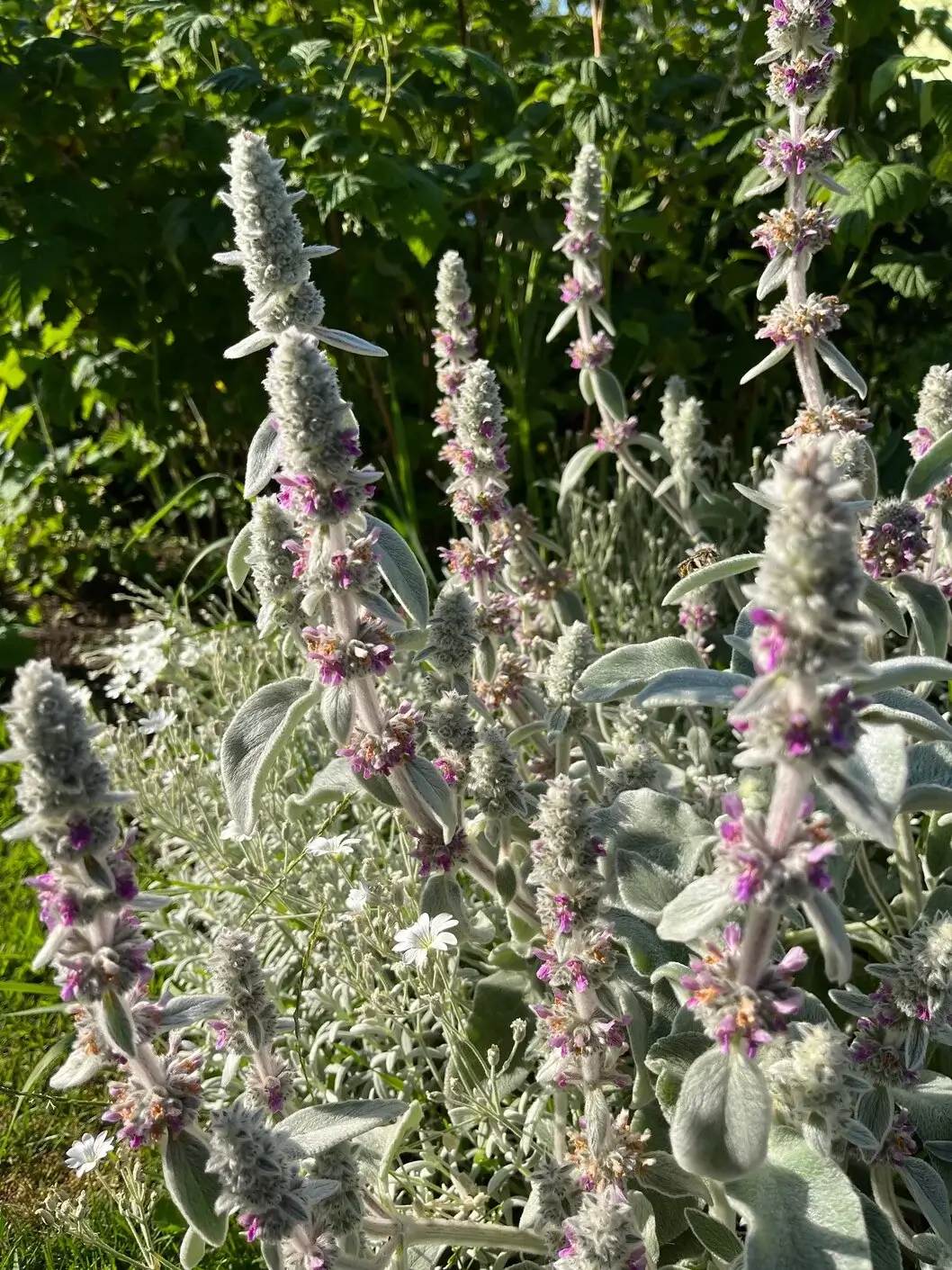 Greenera plants and paths